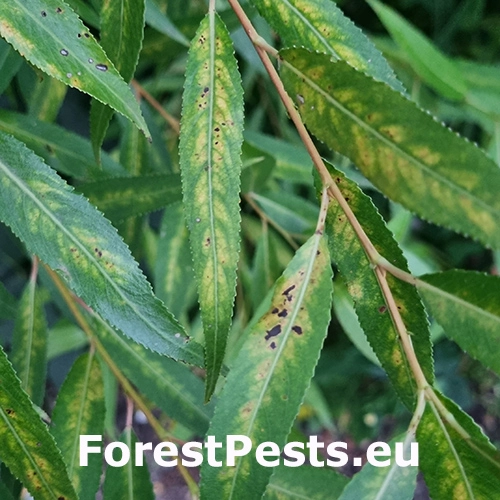 Chrastavitosť vŕby