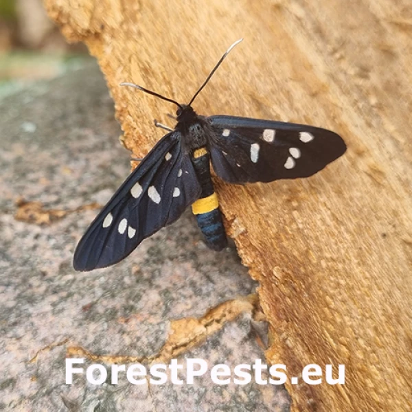 Bielo&scaron;kvrn&aacute;č p&uacute;pavcov&yacute;