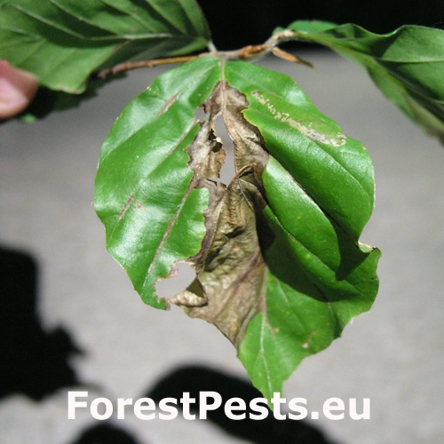 Antrakn&oacute;za krivoľak&aacute;