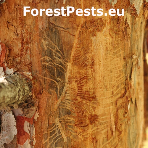 Lykožr&uacute;t Orthotomicus erosus