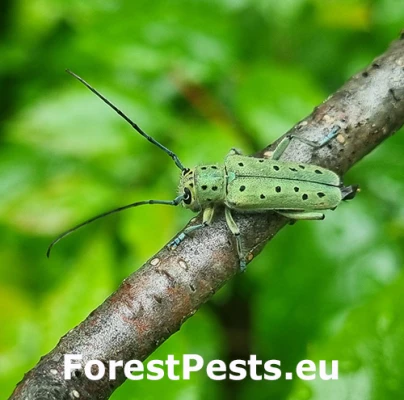 Vrz&uacute;nik Saperda punctata