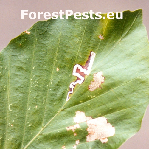 Drobn&iacute;k bukov&yacute;