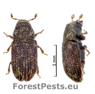 Lykokaz Pteleobius kraatzi