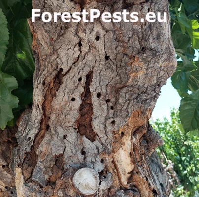 Fuz&aacute;č Xylotrechus chinensis