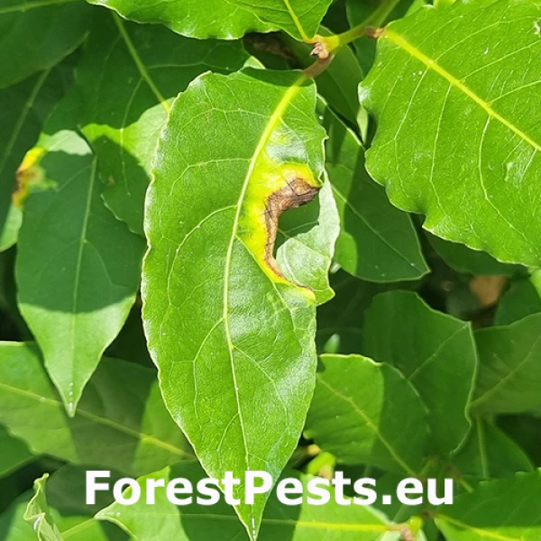 Psyla Lauritrioza alacris