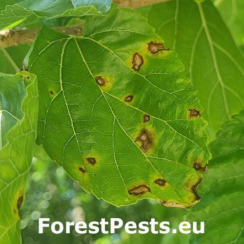 Škvrnitosť listov moruše