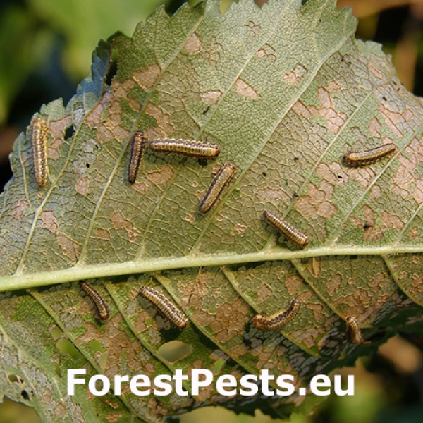 Liskavka brestov&aacute;