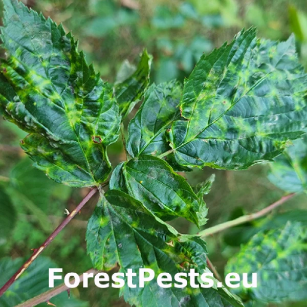 V&iacute;rusov&eacute; ochorenia mal&iacute;n a čern&iacute;c