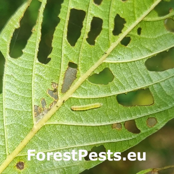 Pl&ocirc;&scaron;kavec kru&scaron;inov&yacute;