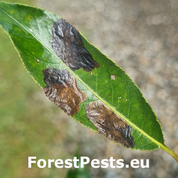 Nos&aacute;nik Isochnus sequensi