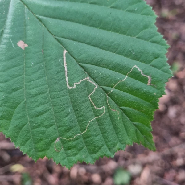 Drobn&iacute;k Stigmella microtheriella