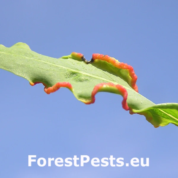 Roztoč Aculus craspedobius