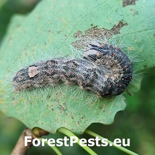 Mramorovka veľkohlav&aacute;