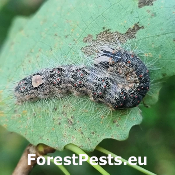 Mramorovka veľkohlav&aacute;