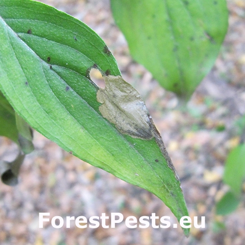 Bronzovn&iacute;ček sv&iacute;bov&yacute;