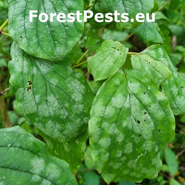 M&uacute;čnatka Erysiphe tortilis