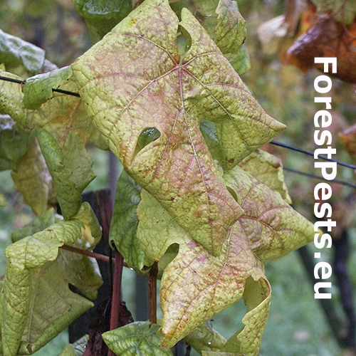 Zlat&eacute; žltnutie viniča Flavescence dor&eacute;e 