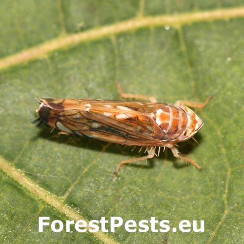 Cik&aacute;dka viničov&aacute;