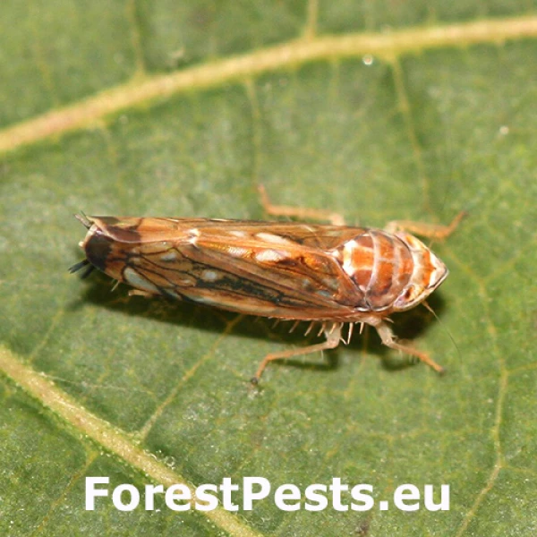 Cik&aacute;dka viničov&aacute;