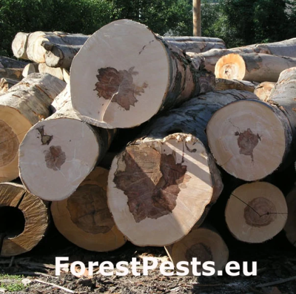 Neprav&eacute; jadro