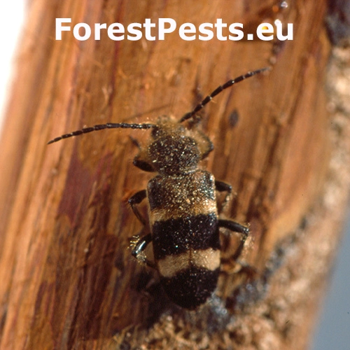 Fuz&aacute;č Semanotus laurasi