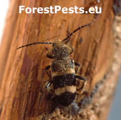 Fuz&aacute;č Semanotus laurasi