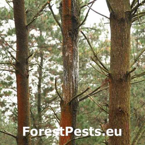 Rakovina borov&iacute;c