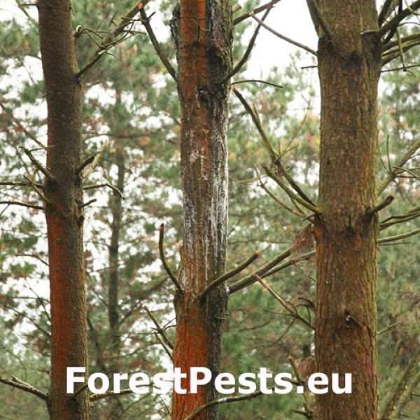 Rakovina borov&iacute;c