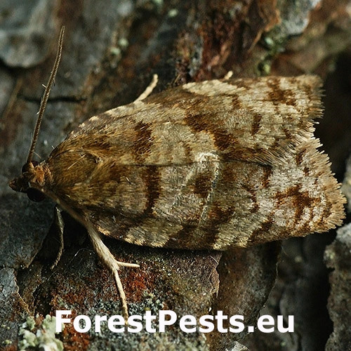 Obaľovač jedľov&yacute;