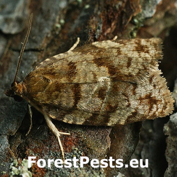 Obaľovač jedľov&yacute;