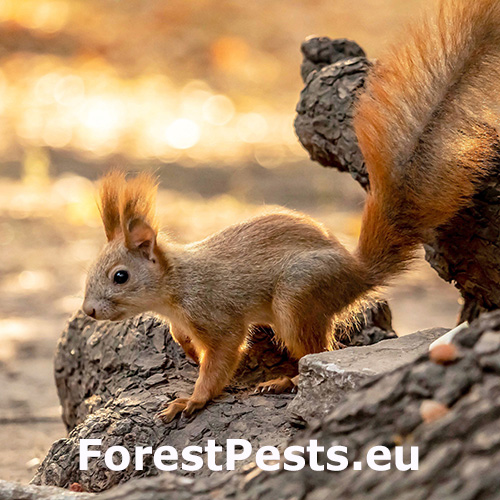 Veverica obyčajn&aacute;