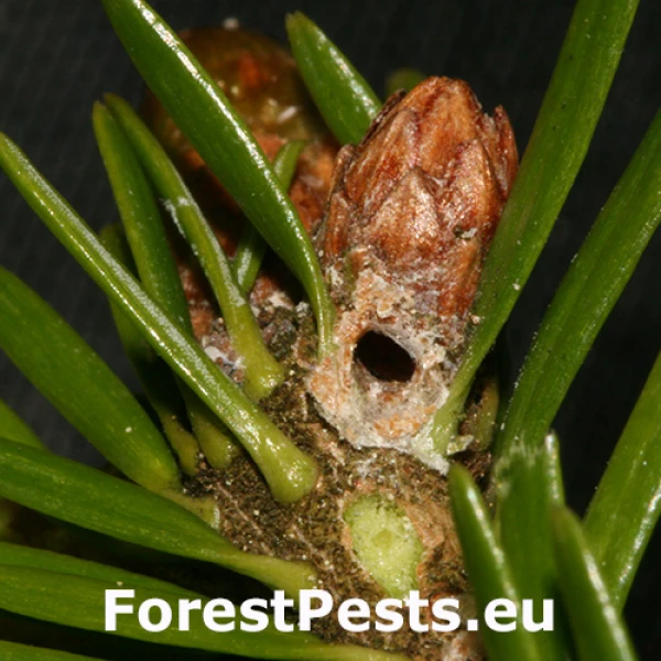 Obaľovač černast&yacute;