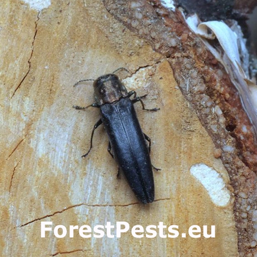 Krasoň brezov&yacute;