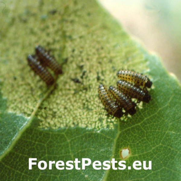 Liskavka Phratora laticollis