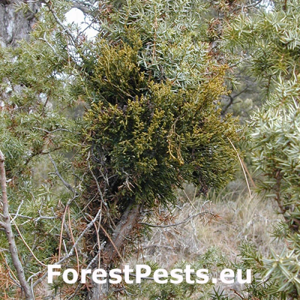 Imelovka borievkov&aacute;