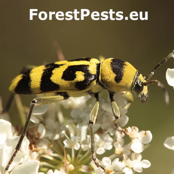 Fuz&aacute;č Chlorophorus varius