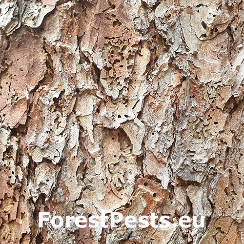 Červotoč Microbregma emarginatum