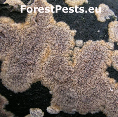 Žilnačka oranžov&aacute;