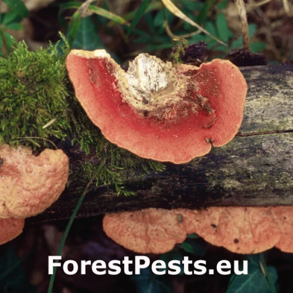 Červenica rumelkov&aacute;