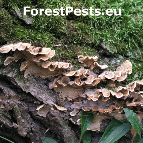 Pevn&iacute;k chlpat&yacute;