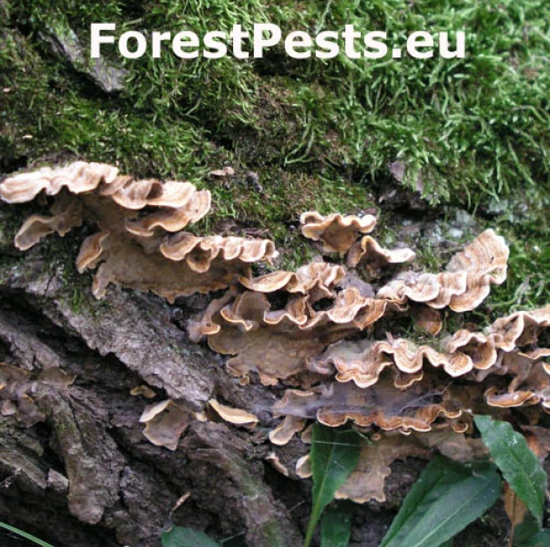 Pevn&iacute;k chlpat&yacute;