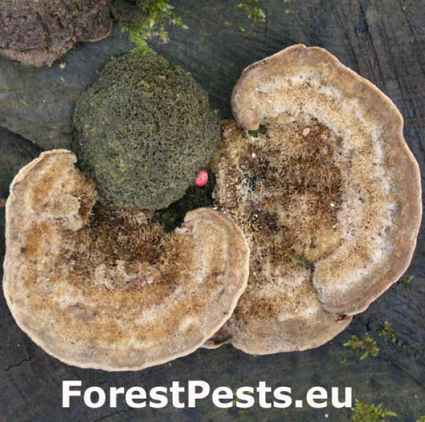 Tr&uacute;dnikovec chlpat&yacute;