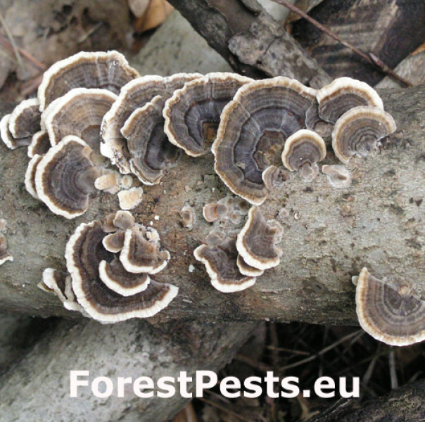 Tr&uacute;dnikovec pestr&yacute;