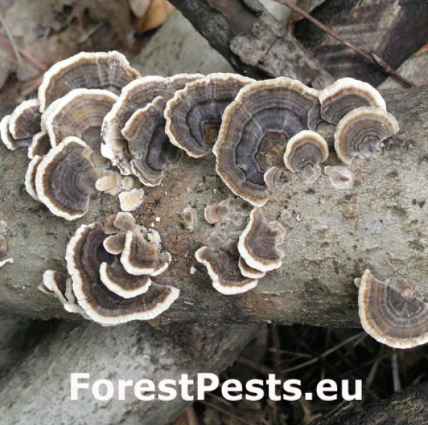 Tr&uacute;dnikovec pestr&yacute;