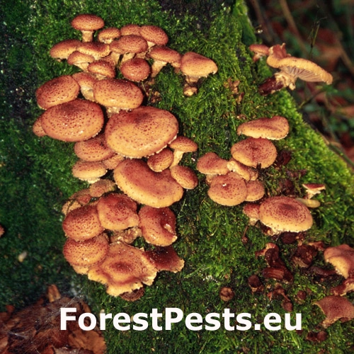 Podpňovka obyčajn&aacute;