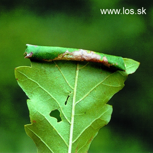Obaľovač Archips xylosteana 