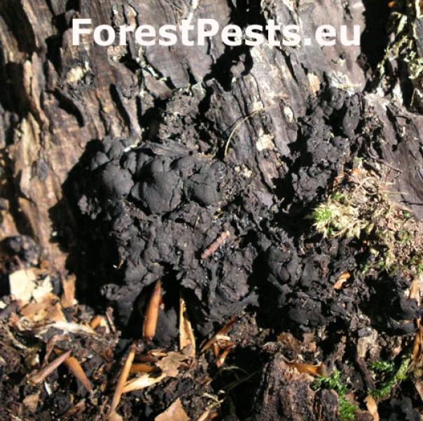 Uhliarik p&aacute;len&yacute;