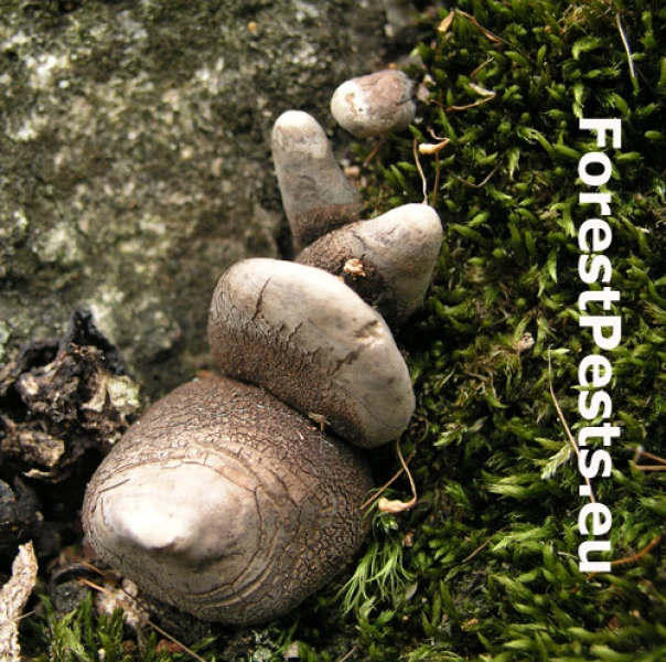 Drevnatec kyjakovit&yacute;