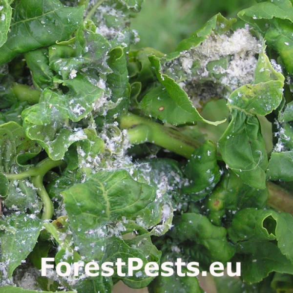 Dutin&aacute;rka orgov&aacute;nov&aacute;  