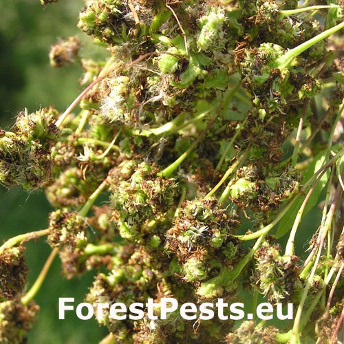 Roztoč Aceria fraxinivora